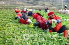 진도 배추 등 신선 농산물 수출길 활짝