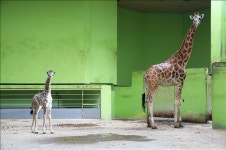 서울동물원 기린 代 이었다…8년만에 새끼 기린 탄생