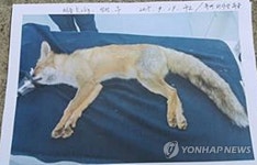 음성 양계농장서 여우 발견…토종인지 확인 중