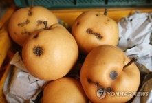 추석 대목은 남 이야기…전주 배 농장들 흑석병에 울상