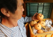 추석 대목은 남 이야기…전주 배 농장들 흑석병에 울상