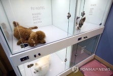 저는 호텔에 머무르겠습니다