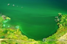 부여 백제보 상류 녹조