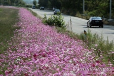 임진각 가는길 자유로 코스모스길
