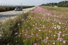 임진각 가는길 자유로 코스모스길