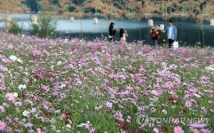 코스모스 활짝 핀 공주 금강신관공원