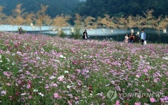 코스모스 활짝 핀 공주 금강신관공원