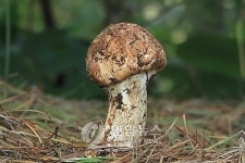 불쑥불쑥 솟아나는 송이버섯 축제