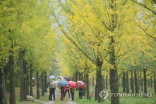 깊어가는 가을…단풍 든 은행나무 숲