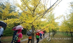 깊어가는 가을…단풍 든 은행나무 숲
