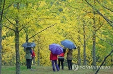 깊어가는 가을…단풍 든 은행나무 숲