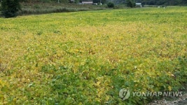 가을 가뭄으로 누렇게 변한 콩밭