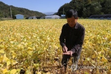 말라버린 농심…은행잎처럼 누렇게 변한 콩밭