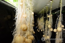 양액재배되는 원원종 씨감자