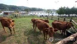 횡성한우축제 테마목장