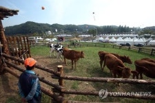 횡성한우축제 테마목장