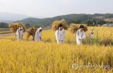 올해 벼농사는 풍년일세