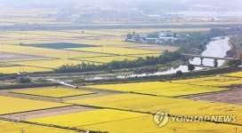 가을걷이 한창인 황금들녘