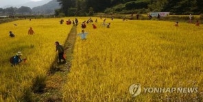 황금빛 논에서 잡는 메뚜기