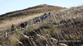 밀양 사자평, 억새 장관