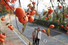 영동 감 가로수 800그루 새로 심어…가로수길 138㎞로 늘어