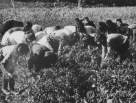 1970년대 학교 농장 실습 모습