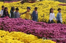 함평 국향대전, 가을국화 활짝