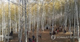 자작나무 숲의 가을 낭만