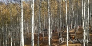 자작나무 숲의 가을 낭만