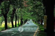 청주 명물 플라타너스 가로수 길 더 풍성해진다