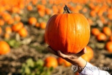 호박이 기후변화 촉발?…미국 핼러윈 호박 쓰레기 골치