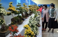 남원 광한루원에 국화 분재 보러오세요