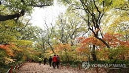 함양 천년의 숲 단풍