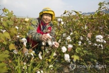  그 옛날 목화밭…추억 새록새록