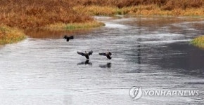 물 흐르는 보령댐 상류