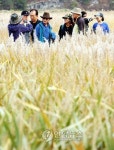 순천만갈대축제 10만7천명 다녀가…음식·음악 접목 호평