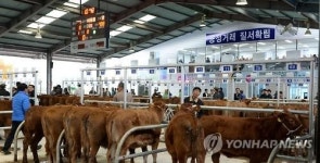 창녕한우 전자경매시장 준공
