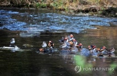 청도천 찾은 원앙 가족