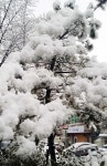 경기 안산에도 첫눈