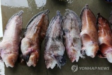 동해안 곰치 귀한 몸