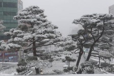 크리스마스트리로 변신한 원주시청 앞 소나무