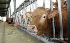 삽시간에 억대 잿더미…가축 몰사, 겨울철 축사 화재 비상