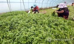 청정 의령 밭미나리 드세요