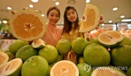 롯데마트, 새콤달콤 이스라엘 스위티 출시