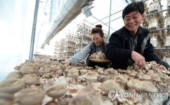 항암 효능 거창 표고버섯 수확