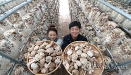 항암 효능 거창 표고버섯 수확