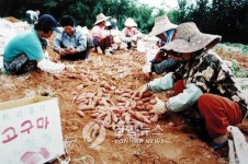 고창군, 황토배기 고구마 명품화 추진