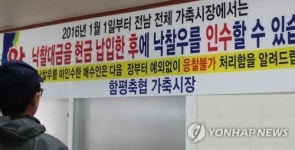 전남 가축시장 현금거래만