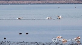 비상하는 큰고니