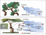 에이스컨설팅, 페로몬 이용 소나무재선충 방제기술 상용화